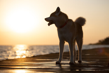 Akita stands on the pier at sunset