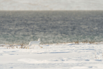 Mountain hare (Lepus timidus) with white fur in snowy landscape, Vardø, Norway
