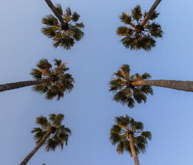 Beautiful 6 very long palm trees during summer for summer backgrounds