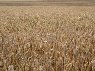 Golden wheat field against the background of the summer sky.