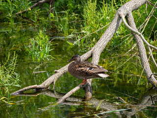 Wild duck swims in the pond. close up.