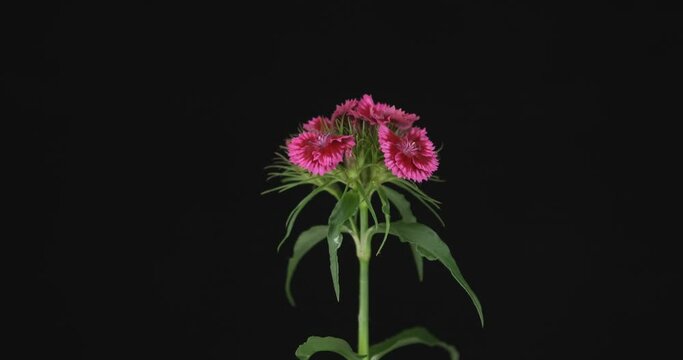 Zoom of a blooming red carnation flower. Isolated. Black background