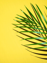 Tropical palm leaf with shadow in in sunlight on yellow background. Summer creative minimal composition. Travel concept. Banner. Mock up. Flat lay, top view, copy space