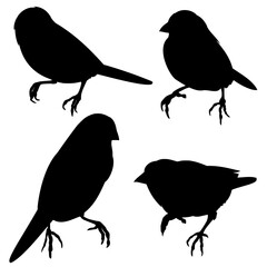 Bluebirds birds  small  thrush silhouette on a white background  set first vintage vector illustration editable 