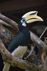 The great Hornbills on the island.