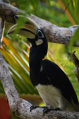 The great Hornbills on the island.