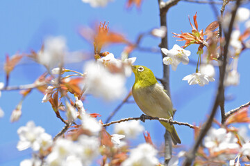 ヤマザクラとメジロ