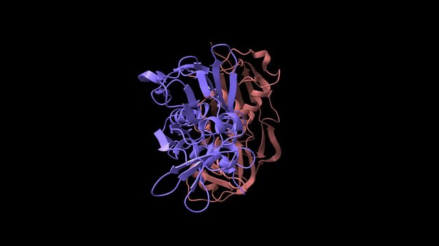Structure of enterotoxin K from Staphylococcus aureus, animated 3D cartoon and Gaussian surface models, chain id color scheme, based on PDB 2ntt, black background