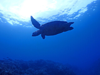 沖縄・慶良間の海中を悠々泳ぐウミガメ