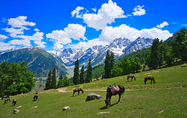 Fototapeta na wymiar Beautiful mountain scenery. Blue sky, snow, white horses grazing. In-depth trip on the Sonamarg Hill Trek in Jammu and Kashmir, India, June 2018