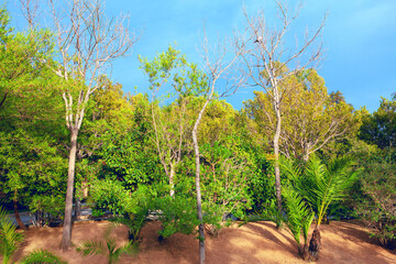 Trees in the tropical park . Alley of exotic park in the city