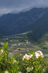 View of alpine valley with flower in the foreground and village on hill in the background