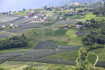Fototapeta na wymiar view of vineyards