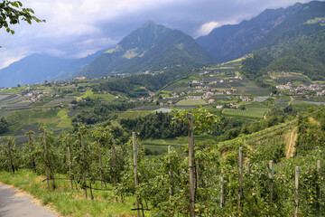 Apples growing in orchard against mountain panorama in South Tyrol, Europe