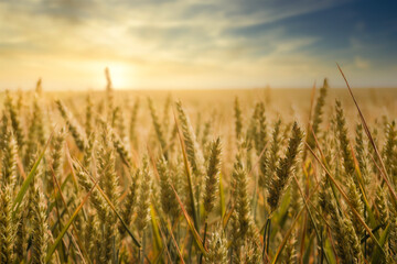 Obraz premium close-up of crop on field against sunset sky