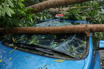 Broken tree fallen on top of parking car,damaged car after super typhoon Mangkhut in China on16 Sep...