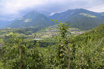 Apples growing in orchard against mountain panorama in South Tyrol, Europe - obrazy, fototapety, plakaty