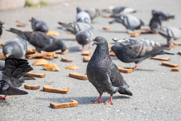 pigeons peck bread in St. Petersburg