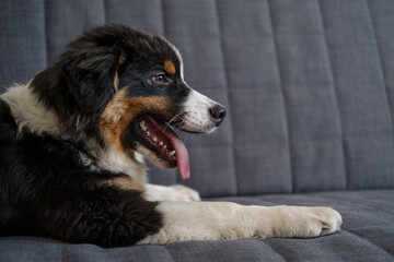 Australian shepherd three colours puppy do lie on couch 