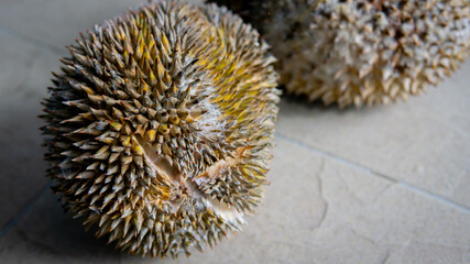 Close up detail view of ripe Durian fruit after fall from tree. King of fruits in Southeast Asian. Have strong smell and thorn-covered rind.