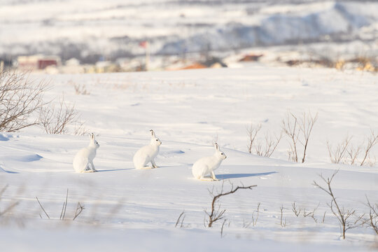 Mountain hare (Lepus timidus) with white fur in snowy landscape, Vard&oslash;, Norway