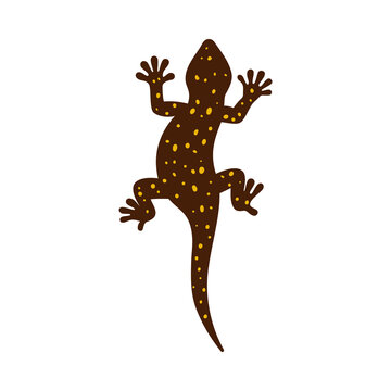Top view of gecko or salamander lizard flat vector illustration isolated.
