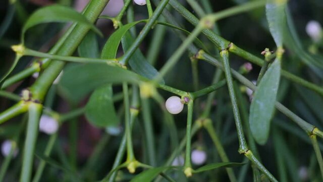 Mistletoe with white berries growing on a tree.