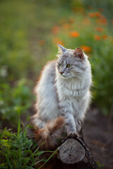 Photo of a gray fluffy cat at sunset.