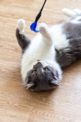 gray-white fluffy cat plays with a cat toy made of feathers
