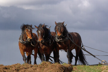 Drei Pferde vor einem Pflug