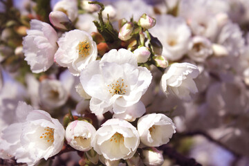 Fototapeta na wymiar Cherry blossoms sakura in copenhagen