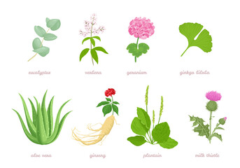 Set of cartoon medicinal herbs, plants and flowers. Vector cartoon flat illustration of eucalyptus, verbena, geranium, ginkgo biloba, aloe vera, ginseng, plantain and milk thistle isolated on white. 