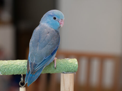 Selective focus of baby forpus parrotlet parrot cobalt turquoise bird on toy branch