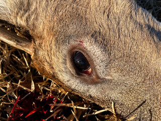 Roadkill Open eye of a dead deer with blood
