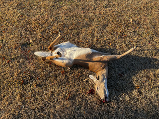 Roadkill Body of a dead deer with blood