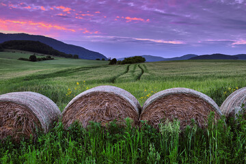 Rural summer Landscape at dusk. Blue Sky, amazing colorful clouds in purple-orange color. Old bales...