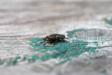 A large housefly sits on an old wooden surface. Macro photography and selective focus. Macro photography and selective focus.