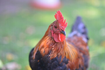 rooster in the farm