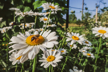Obraz premium Chamomile blooming flowers close up Matricaria medical herb meadow field in sunny light as summer backdrop wallpaper background toned in warm bright colors tones