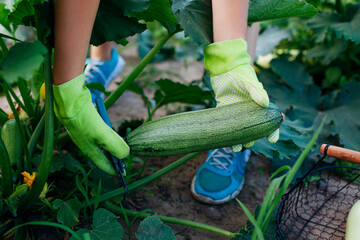 Gardener harvesting zucchini in summer garden, cutting them with pruner and putting them in basket