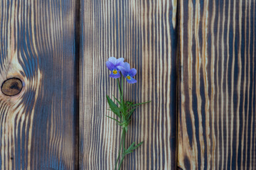 Violet flowers on wooden background. Pansy flowers. Flowers composition. Mock up with plants. . Copyspace for text.