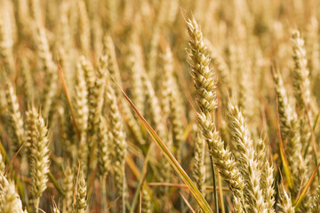 full-frame close-up of cereal plants on agricultural field