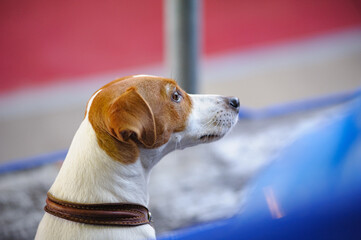 Cute jack russel dog portrait
