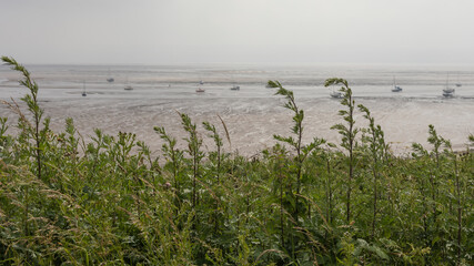 Looking through green under growth at a beach