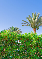Fototapeta na wymiar Lush date palms stand out from behind the bushes against the clear sky.