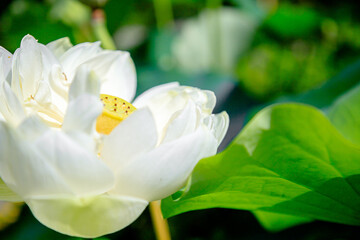 Obraz na płótnie Canvas 白いハスの花　福智山ろく花公園　福岡県直方市　White Lotus flower Fukuchisanroku Flower park Fukuoka-ken Nogata City
