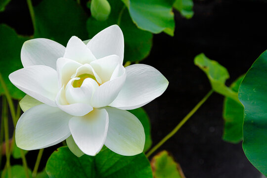 175 Best White Lotus Flower Images Stock Photos Vectors Adobe Stock