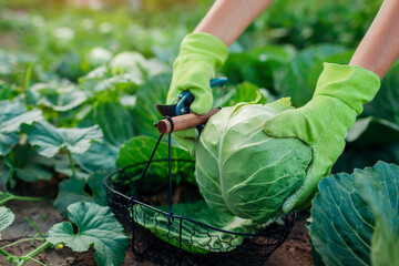 Gardener picking cabbage in summer garden, cutting it with pruner and putting vegetable crop in basket
