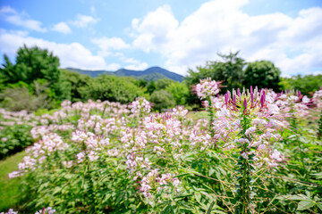 クレオメ　福智山ろく花公園　福岡県直方市　Cleome Fukuchisanroku Flower park Fukuoka-ken Nogata City