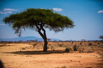 Fototapeta na wymiar Acacia tree in the wild, sandy African savannah